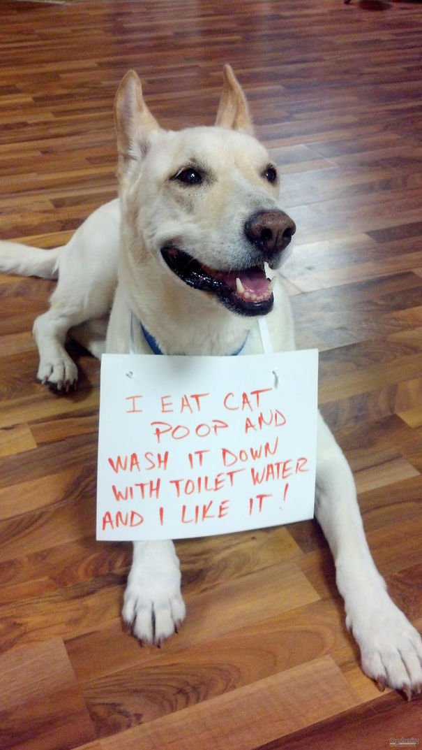 dog-shaming-03__605.jpg