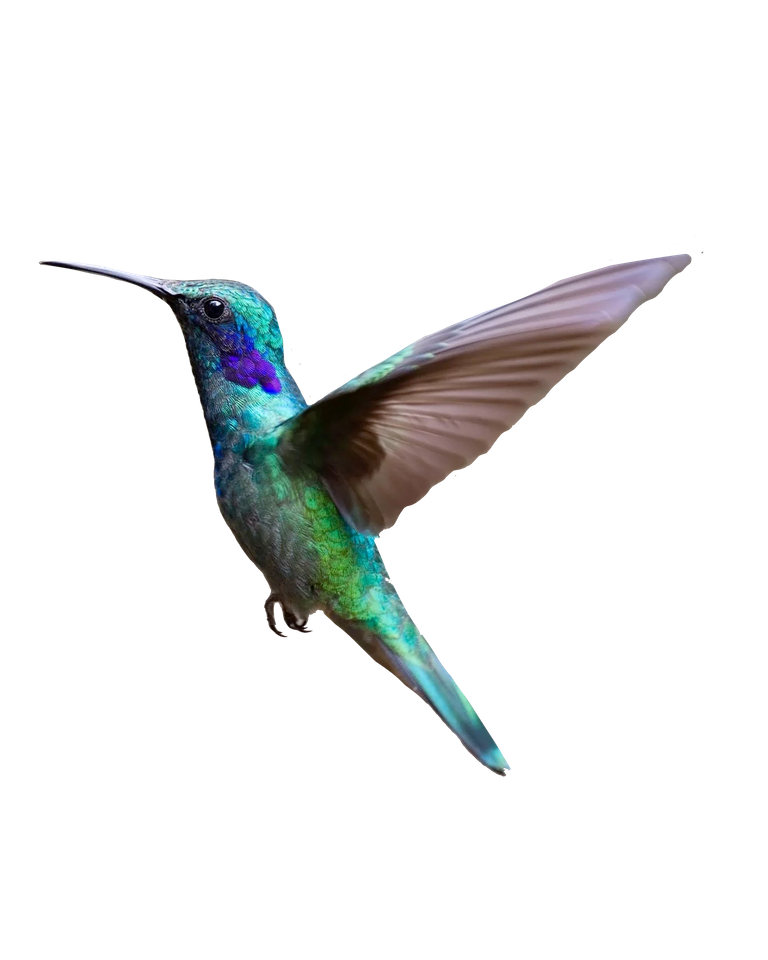 hummingbird_alone.png