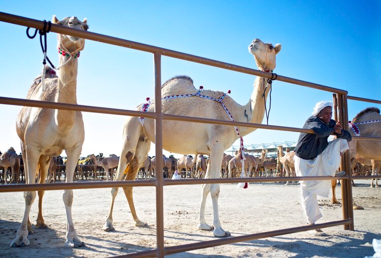 camelherder.jpg
