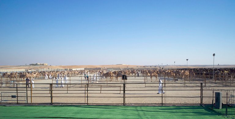 camel_market.jpg