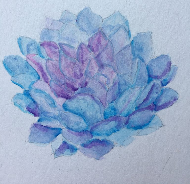 Blue Succulent.JPG