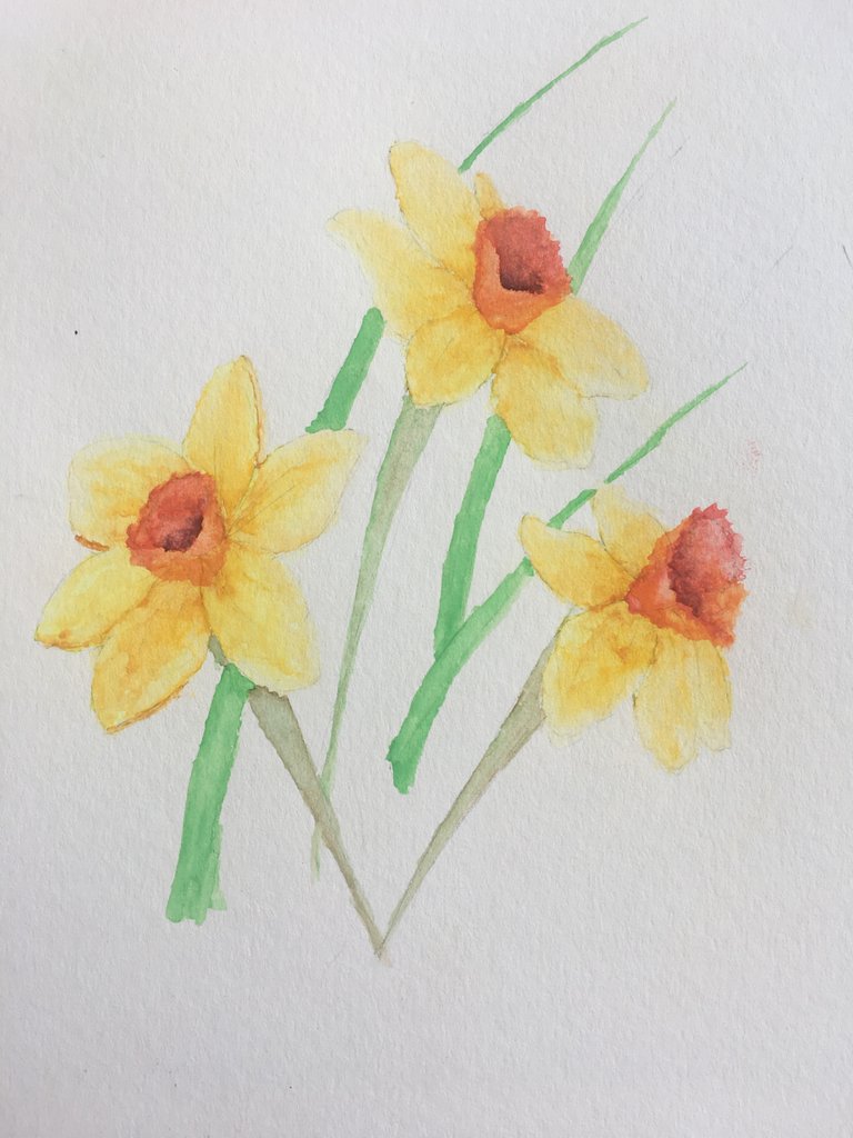 Daffodils.JPG