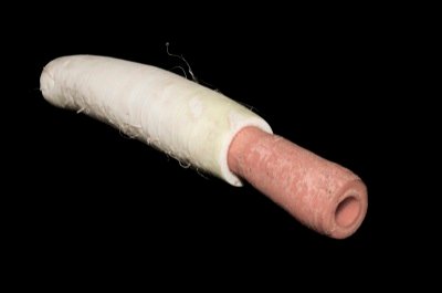 VO42-carrot-radish-horn_creditAlexanderKoller.jpg