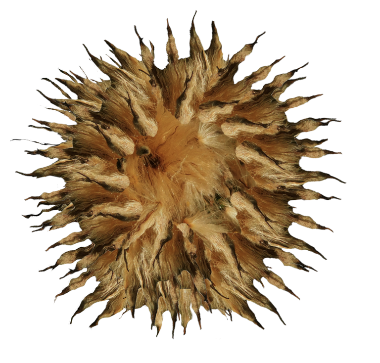 Agmoore-SurrealSeedPod.png