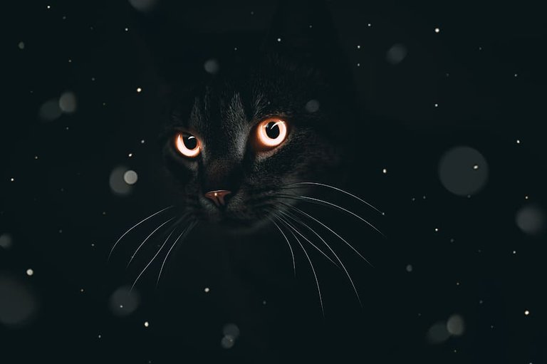 PxFuel-cat-eyes-animal-background-fantasy-shop.jpg