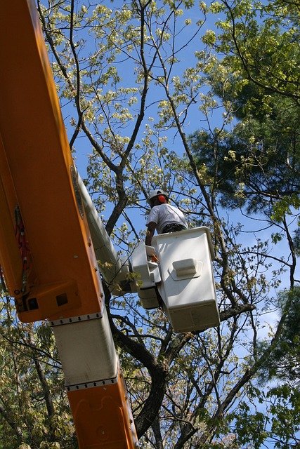 Pixabay-kcostello-tree-worker-1792132_640.jpg