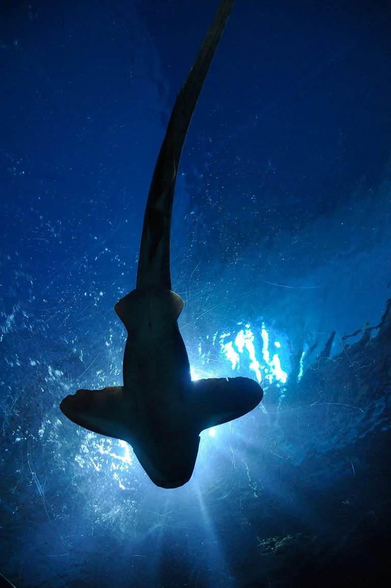 PxFuel-shark-fish-hammerhead-shark-aquarium.jpg