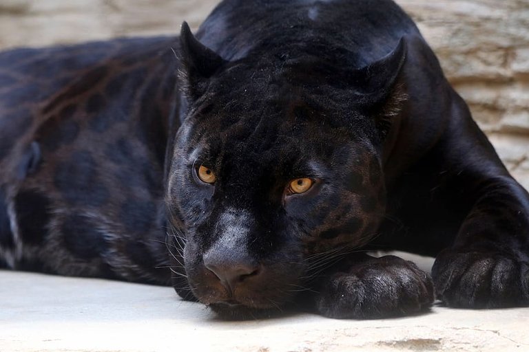 PxFuel-black-panther-jaguar-feline-predator.jpg
