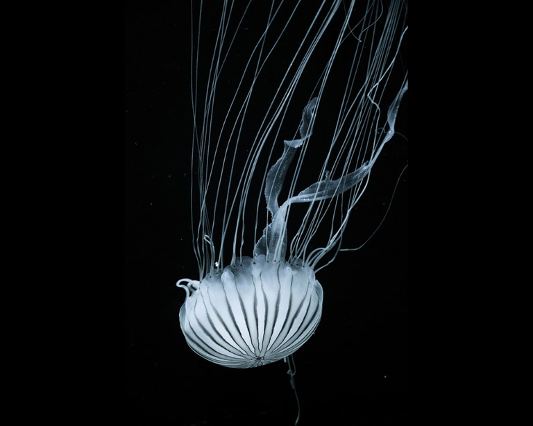 PxFuel-Jellyfish-Canva.png