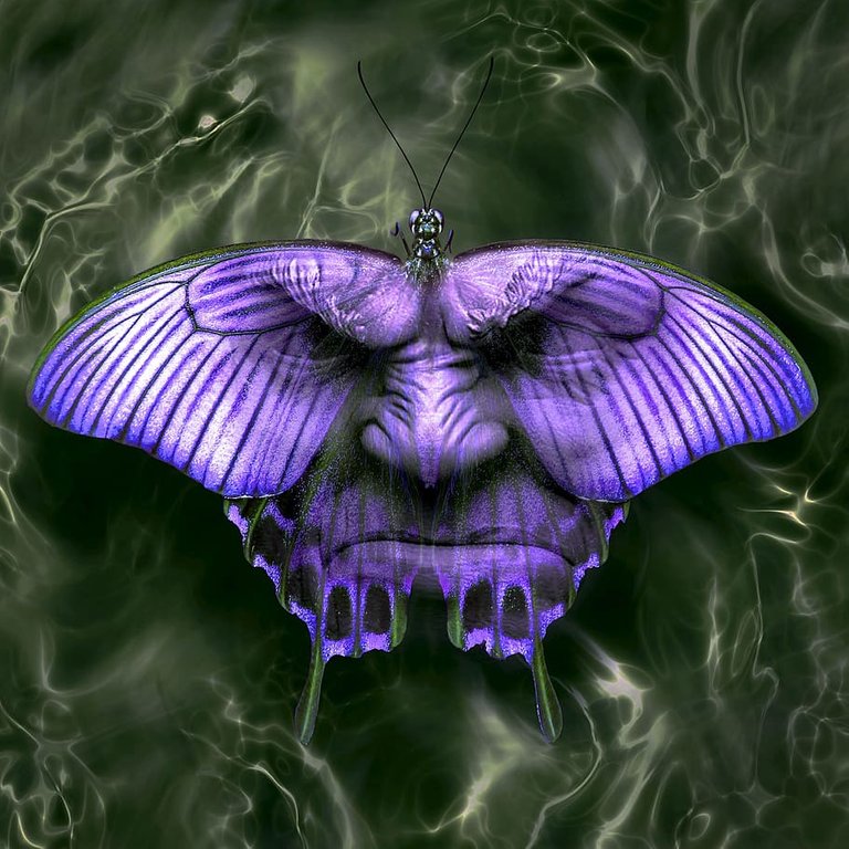 PxFuel-cd-cover-fantasy-butterfly-face.jpg