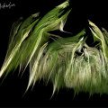 Apophysis-019CornStalk-DeepDreamGenerator-OrigPhoto-StyleVersion1.jpg