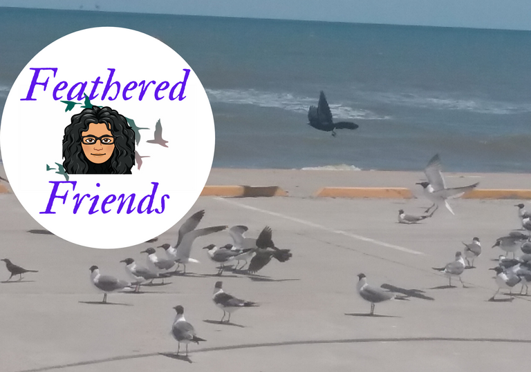 FeatheredFriendsLaughing Gullf.png