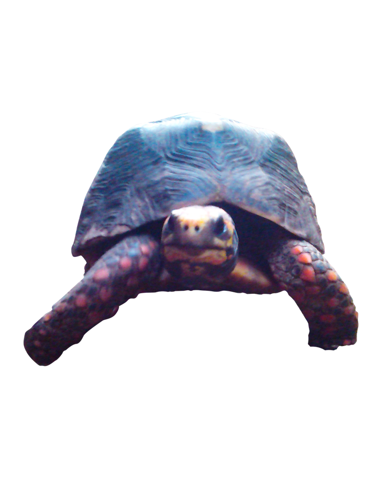 Edgar-turtle.png
