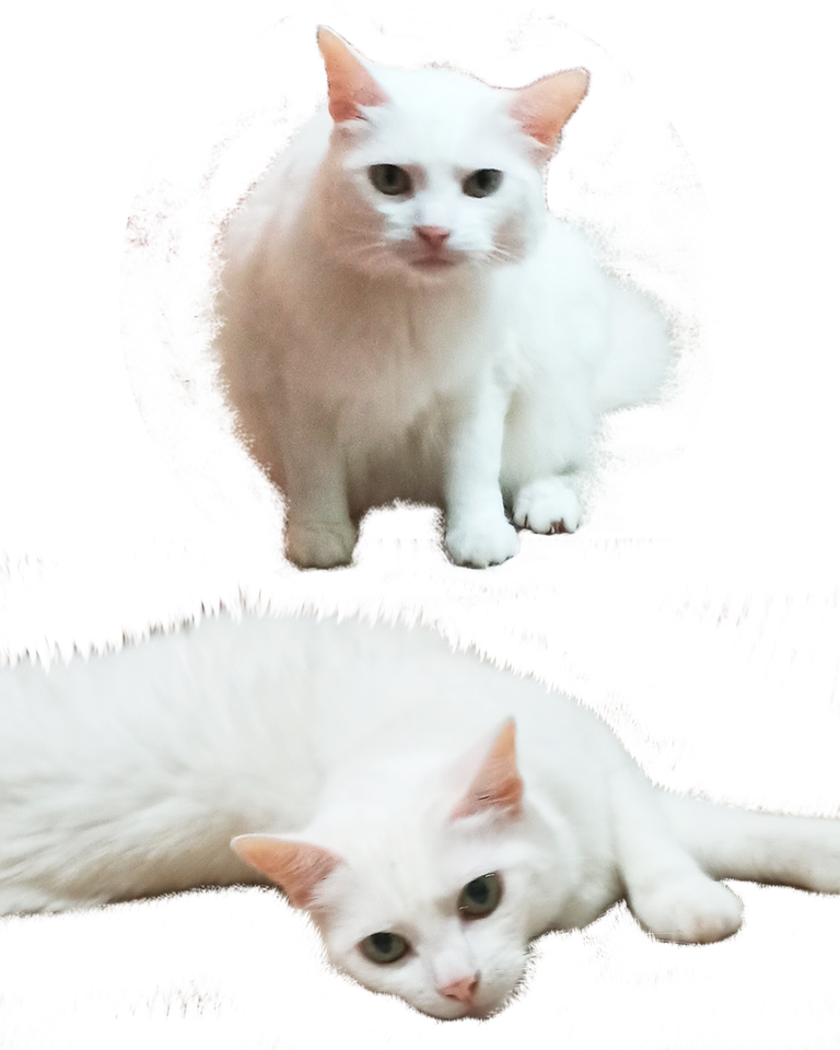 EdgarFernandez-Cats-03.png