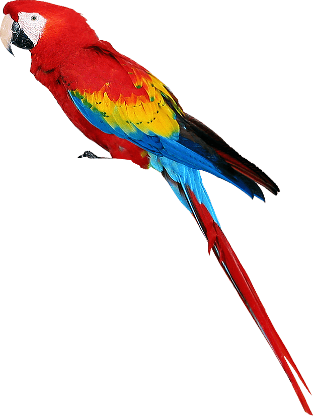 PurePNG-ELL3G4NCE-Parrot.png