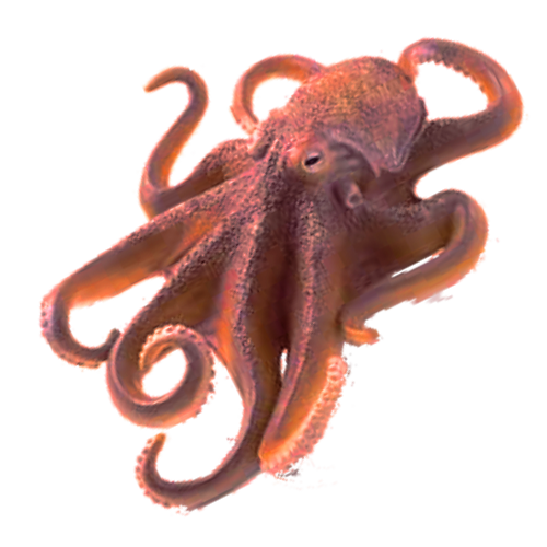 octopussbc.png