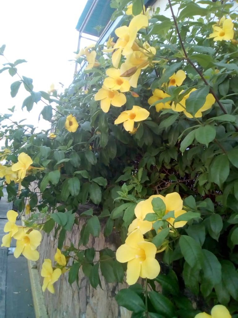 Allamanda 1.jpg