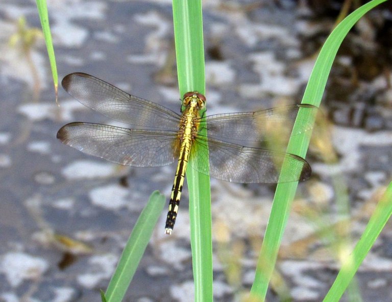 dragonflies.JPG