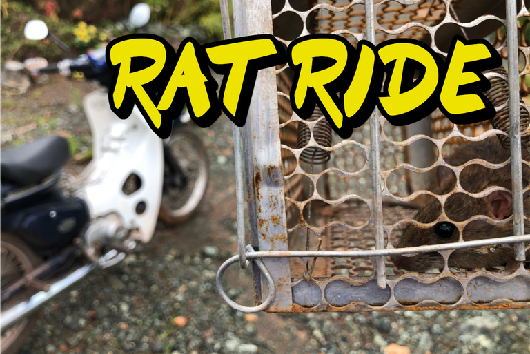 RATRIDE.png