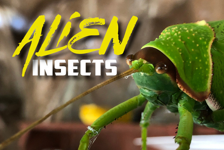 👽 Alien Insects 🦗 Everything Is Bigger In The Cardamom Mountains ⛰️