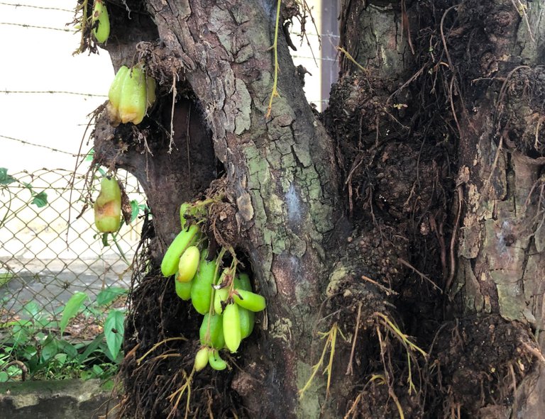 our landlord's birambi tree