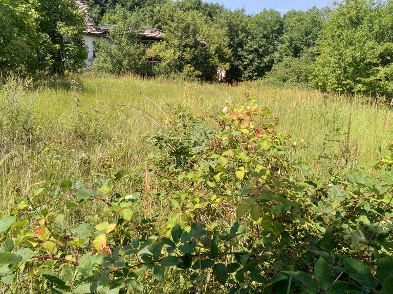 IMG_20250802_105625.jpg