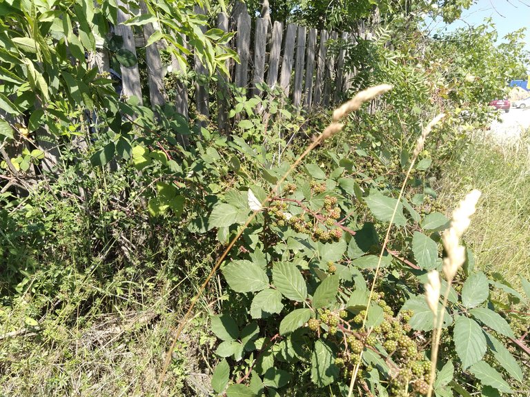 IMG_20250802_105659.jpg