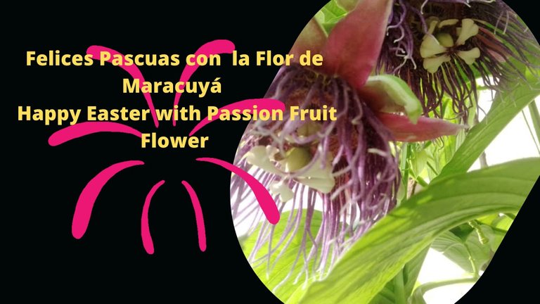 Felices Pascuas con la Flor de Maracuyá  Happy Easter with Passion Fruit Flower.jpg