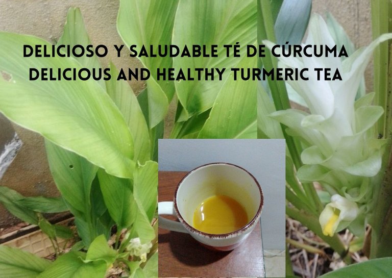 curcuma5.jpg