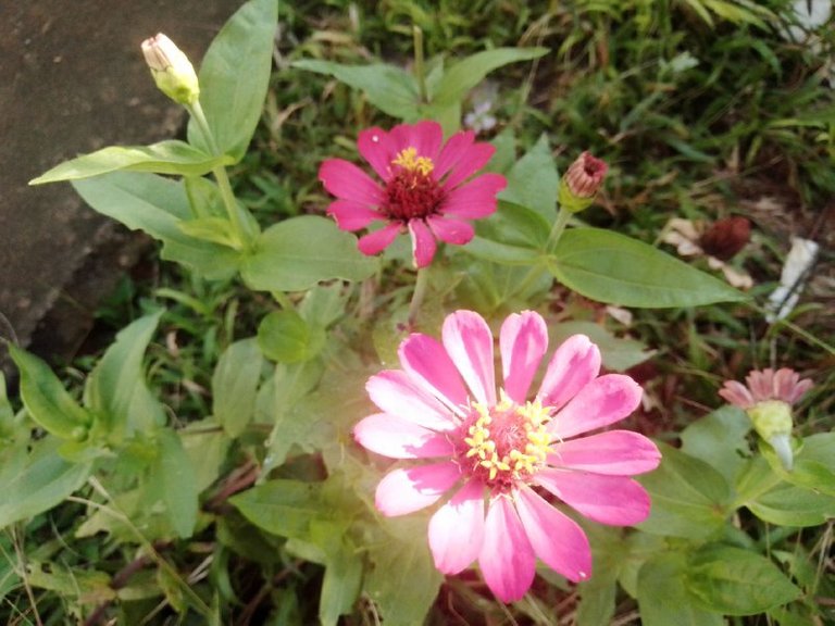 zinnia5.jpeg