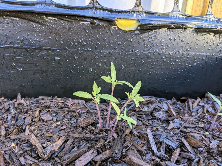 kaelci peakd hive blog garden baby tomatoes seedling.jpg