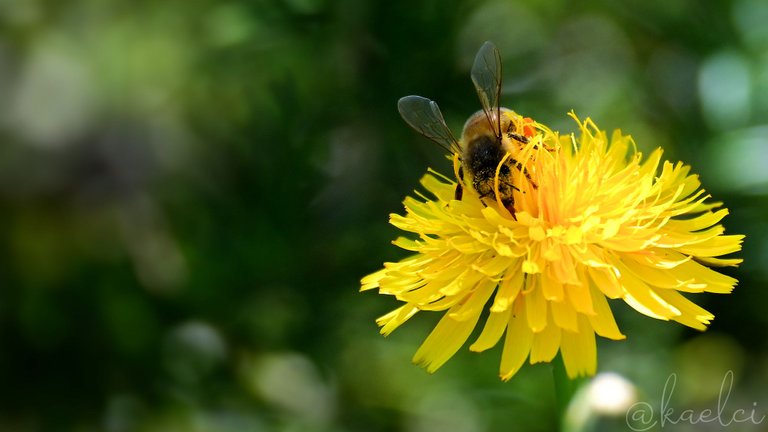 pollinated bee.jpg