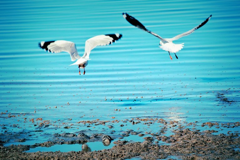 seagulls1small.jpg