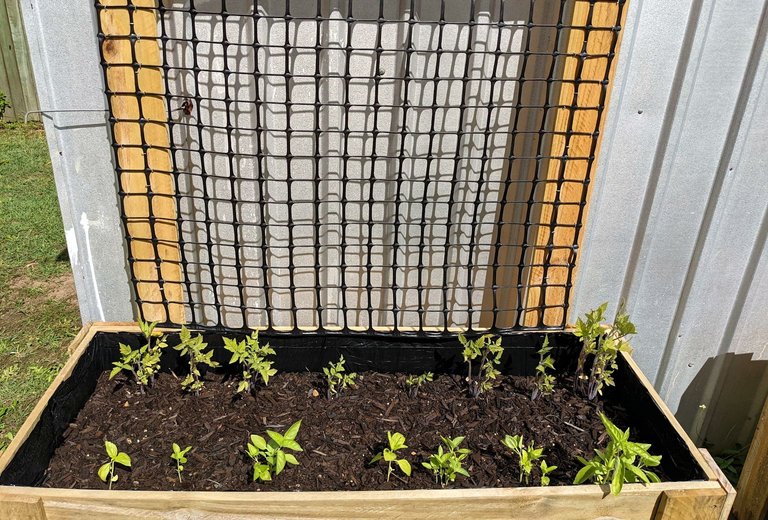 tomatoes basil growing nicely.jpg