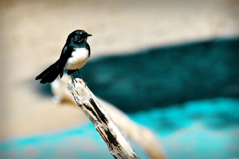willywagtail1_2small.jpg