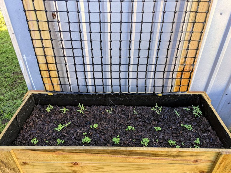 kaelci peakd hive blog garden tomatoes and basil seedlings.jpg