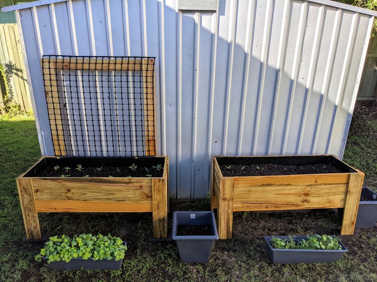 kaelci peakd hive blog garden vegetables growing nicely.jpg