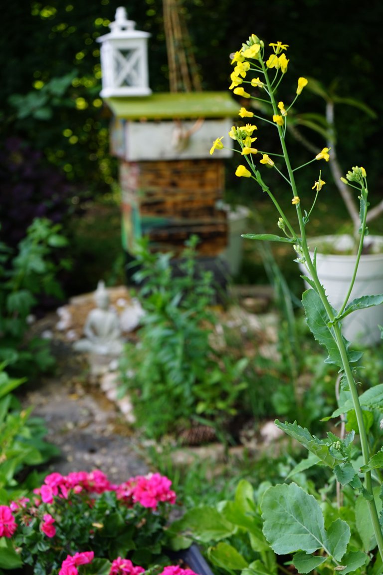 DSC03942.JPG
