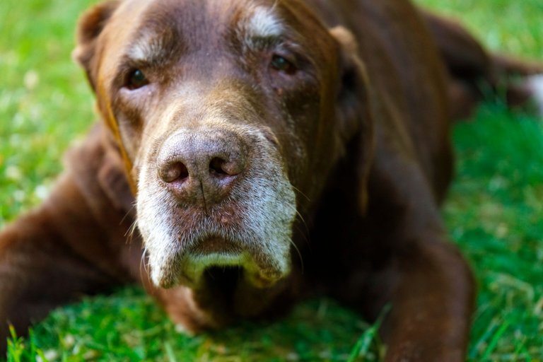 browni.png