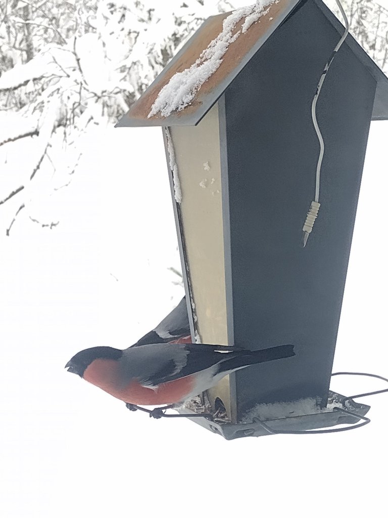 Male bullfinches