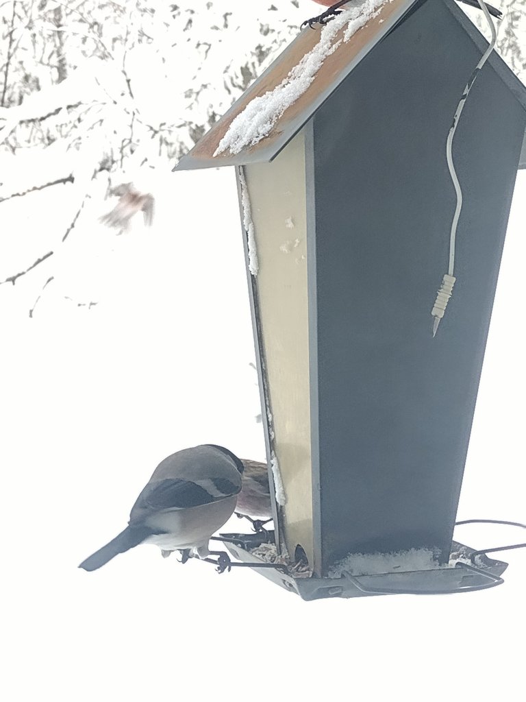 Female bullfinches