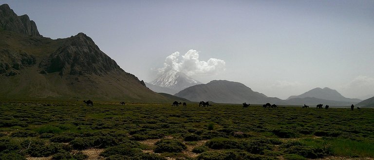 camels - Lar plain - Iran.jpg