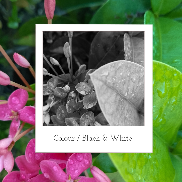 Colour ) Black & White_20250202_133025_0000.png