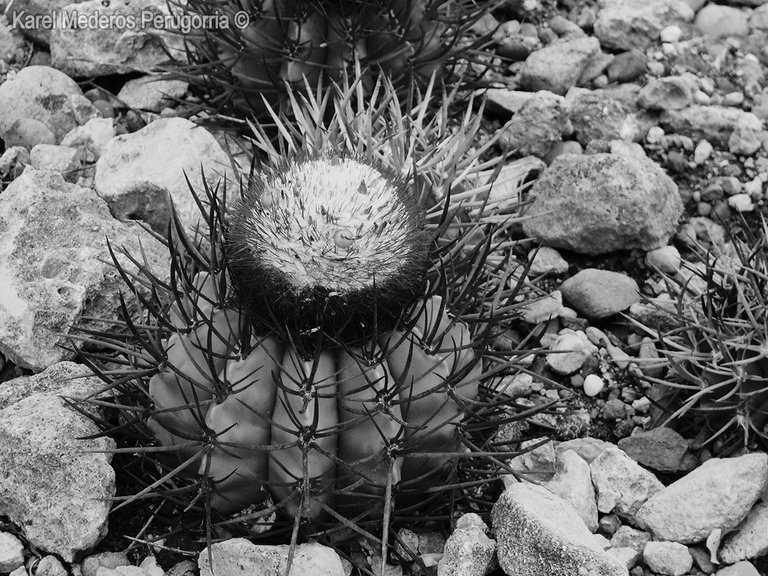 4-MELOCACTUS-ACUNAE.jpg