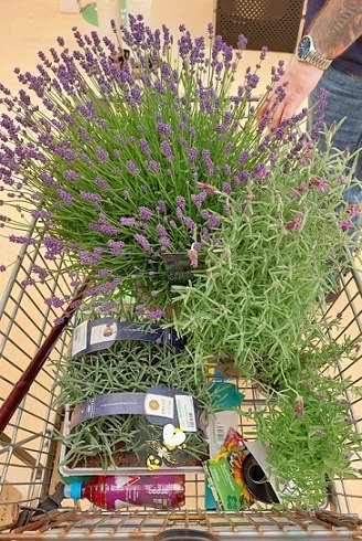 LAVENDER SHOPPING.jpg