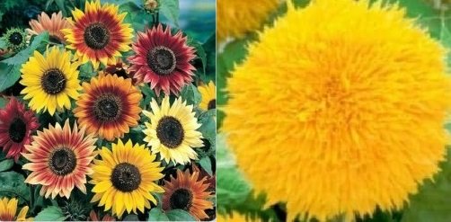 Autumn Sunflowers and Teddy Bear 2021.jpg