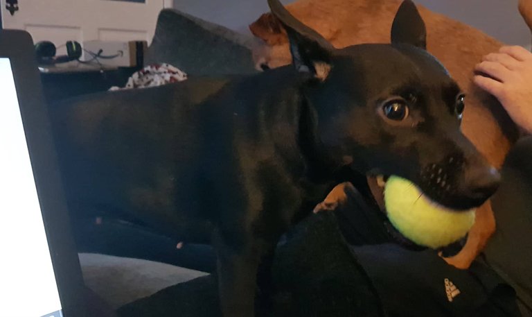Luna has a new ball 4.jpg