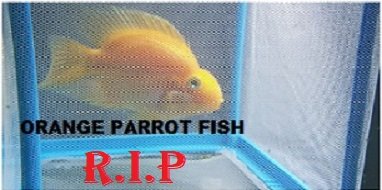 New fish DEAD.jpg