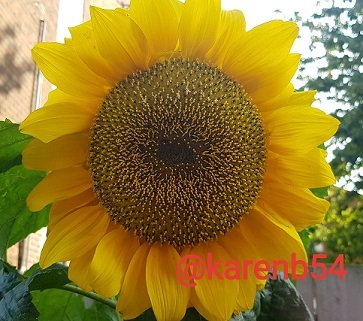 Best Sunflower 2020.jpg