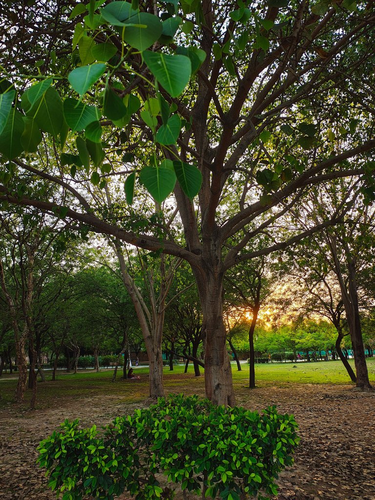 IMG_20250413_180156412_HDR (1).jpg